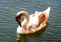 DE - Bad Ems - Young swan