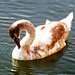 DE - Bad Ems - Young swan