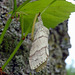 Tussock-moth (Callitaera pudibunda )on Lime-tree