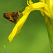 yellow iris CSC 8756