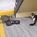 Les chats de la place / Happy cats despite their homeless status