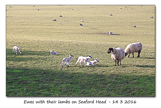 Ewes & Lambs on Seaford Head - 14.3.2016
