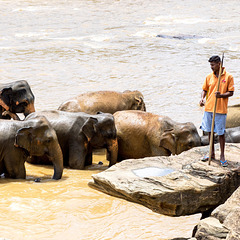 Sri Lanka tour - the fourth day - Pinnawala Elephant Orphanage