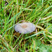 Kleiner Pilz im Gras