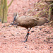 Hammerkop with nesting material