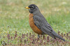 American Robin at Tugman State Park (+4 insets)