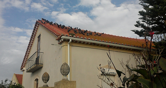 "Pigeons on a Hot Tile Roof"