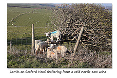 Lambs sheltering on Seaford Head - 14.3.2016