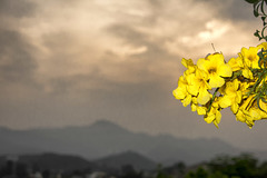 awakens and yellow flower