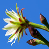Cereus Bloom (H.A.N.W.E.)