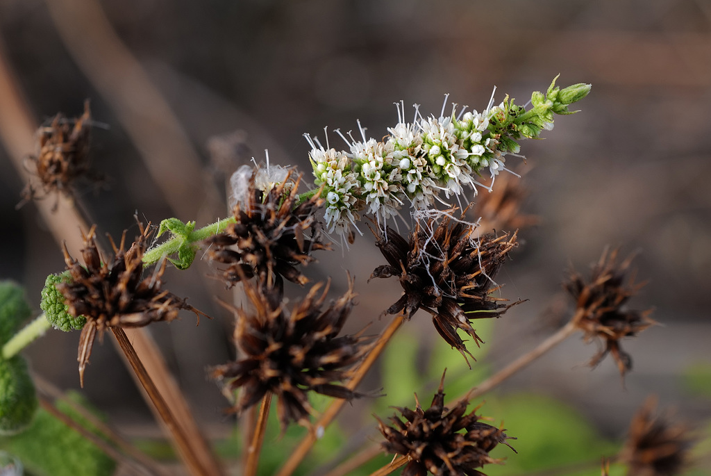 Mentha suaveolens, Lamiales, Thirsty Land Poetry