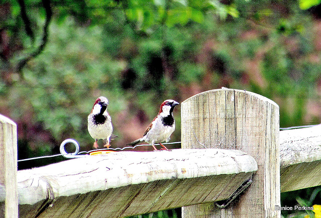 Sparrows.
