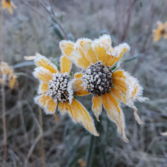 Frosty flowers
