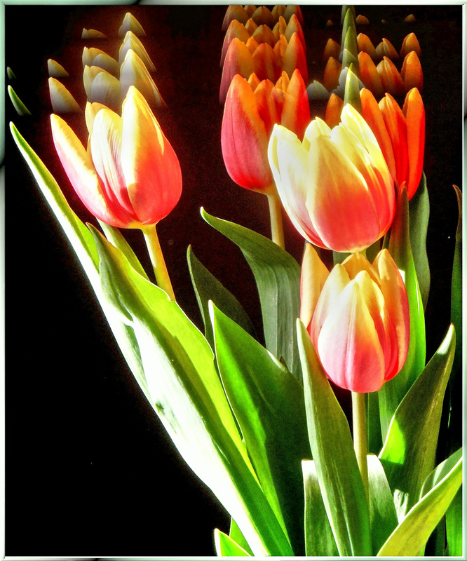 Five Tulips... ©UdoSm