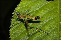 IMG 7348 Grasshopper-1