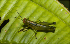 IMG 7349 Grasshopper