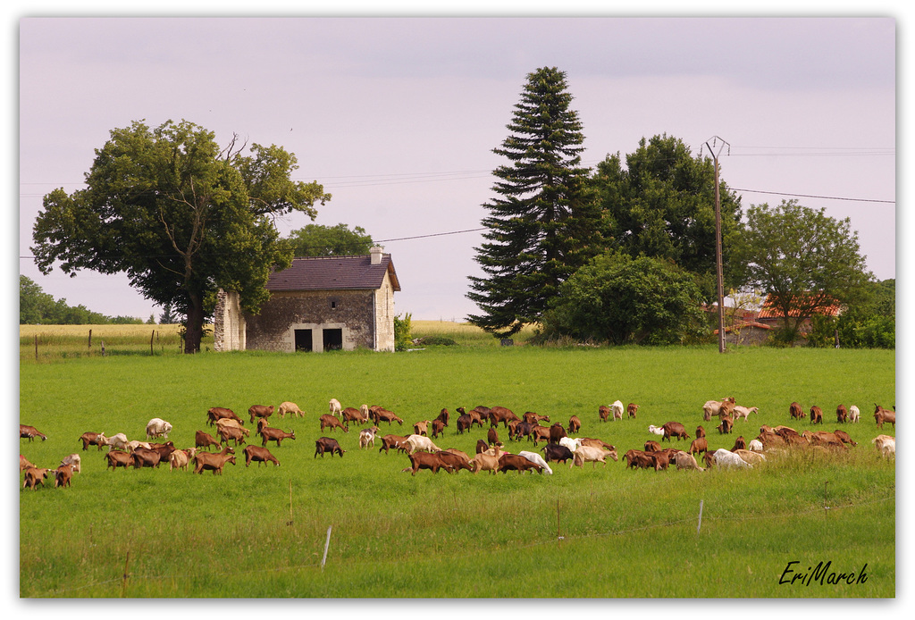 Troupeau de chèvres dans le Poitou