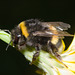 BumblebeeIMG 5786