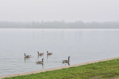 Canada Geese on Wascana Lake