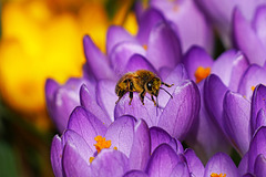 Endlich wieder Pollen und Nektar -  Finally pollen and nectar again