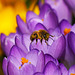 Endlich wieder Pollen und Nektar -  Finally pollen and nectar again