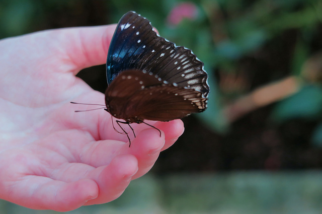 A Butterfly in the Hand