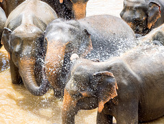 Sri Lanka tour - the fourth day - Pinnawala Elephant Orphanage