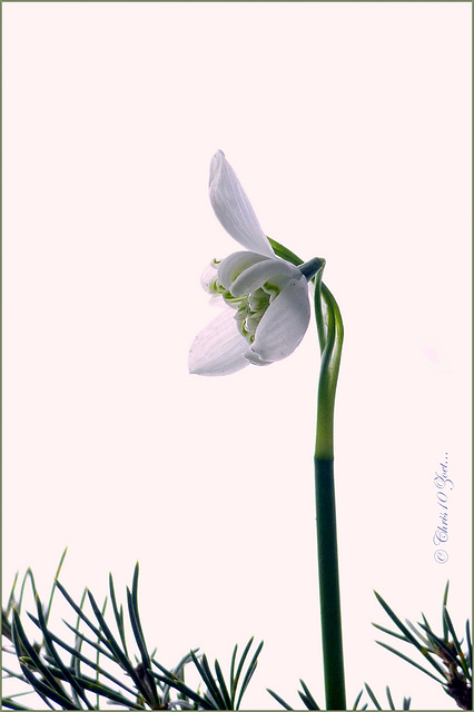 Double Snowdrop: Galanthus nivalis 'Flore Pleno'...