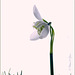 Double Snowdrop: Galanthus nivalis 'Flore Pleno'...