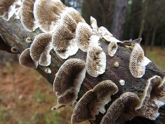 Unidentified fungus