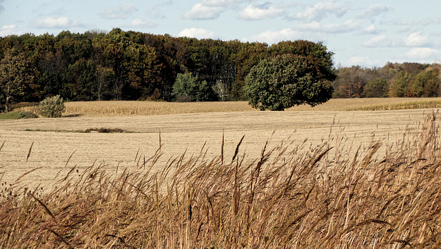 Grasses, with field