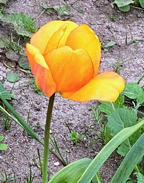 Allein stehende Tulpe
