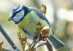 Blue Tit By My Window Just Now