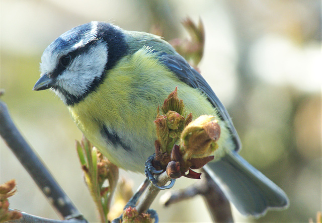 Blue Tit By My Window Just Now