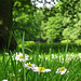 Daisies in May