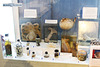 Specimens preserved in tanks & jars - Bexhill Museum - 10 9 2022