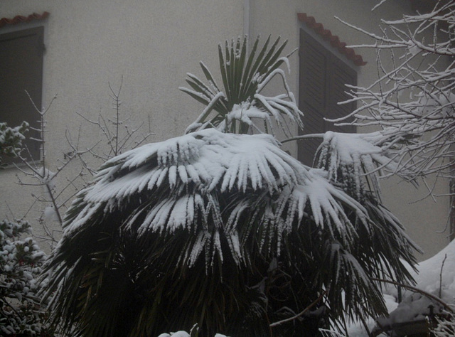 Palma sotto la neve