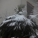Palma sotto la neve