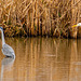 Heron and great white egret