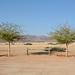 The Desert of Namib, Trees at Small Oasis of Solitaire