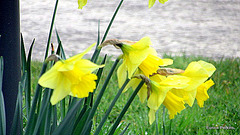 Daffodils Heralding Spring.