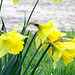 Daffodils Heralding Spring.
