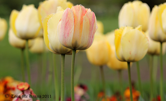 Tulips 013