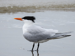 Day 4, Royal Tern / Thalasseus maximus, Mustang Island State Park
