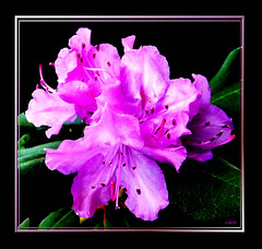 Rhododendron-2... ©UdoSm