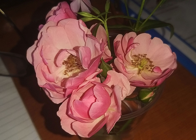 roses are... pink!!