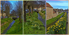 Daffodils by Brough Beck - Helmsley