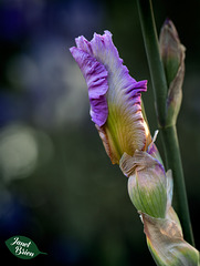 66/366: Magnificent Lavender Bearded Iris Bud