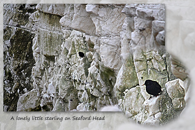 A starling on Seaford Head - 10.3.2016