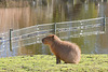 Ein Capybara sonnt sich